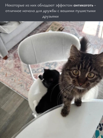 Стул Maso шенилл зеленый ELEMENT 694